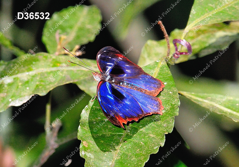 Orsis Bluewing (Myscelia orsis)